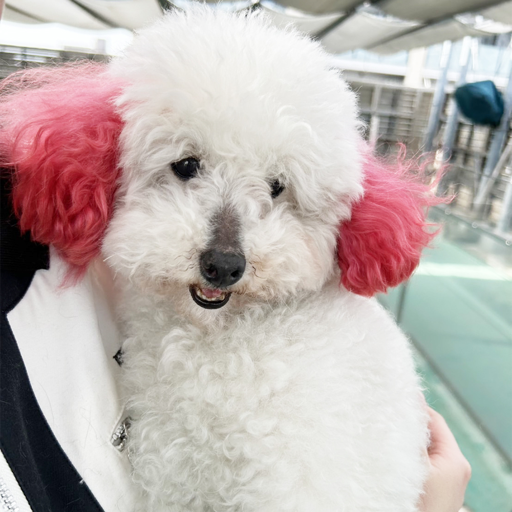 生徒が撮影してくれたモデル犬☆②